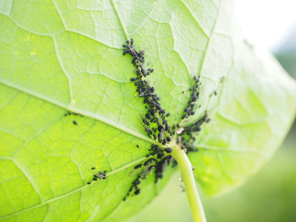 MÉTODOS DE CONTROL DE PLAGA BIOLÓGICO Jardinería en Casa