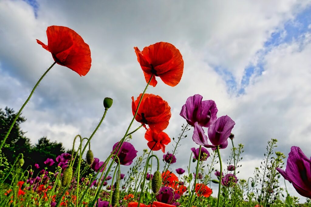 amapolas