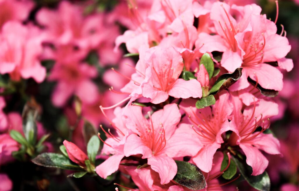 azaleas