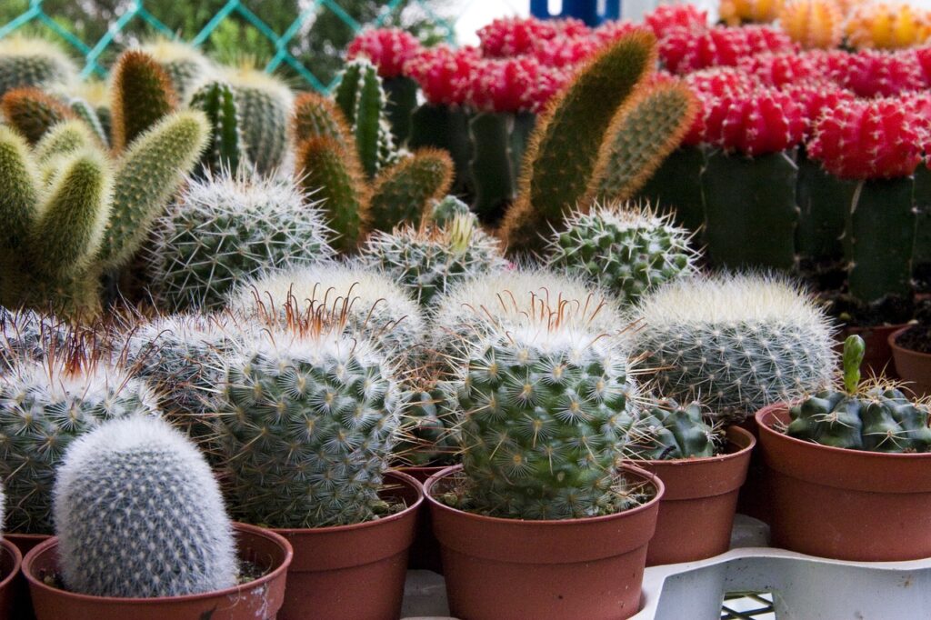 cactus a