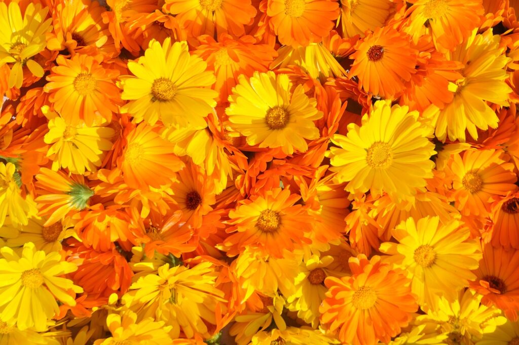 calendula