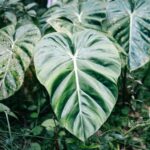 philodendron