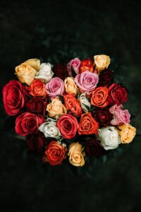 rosas e