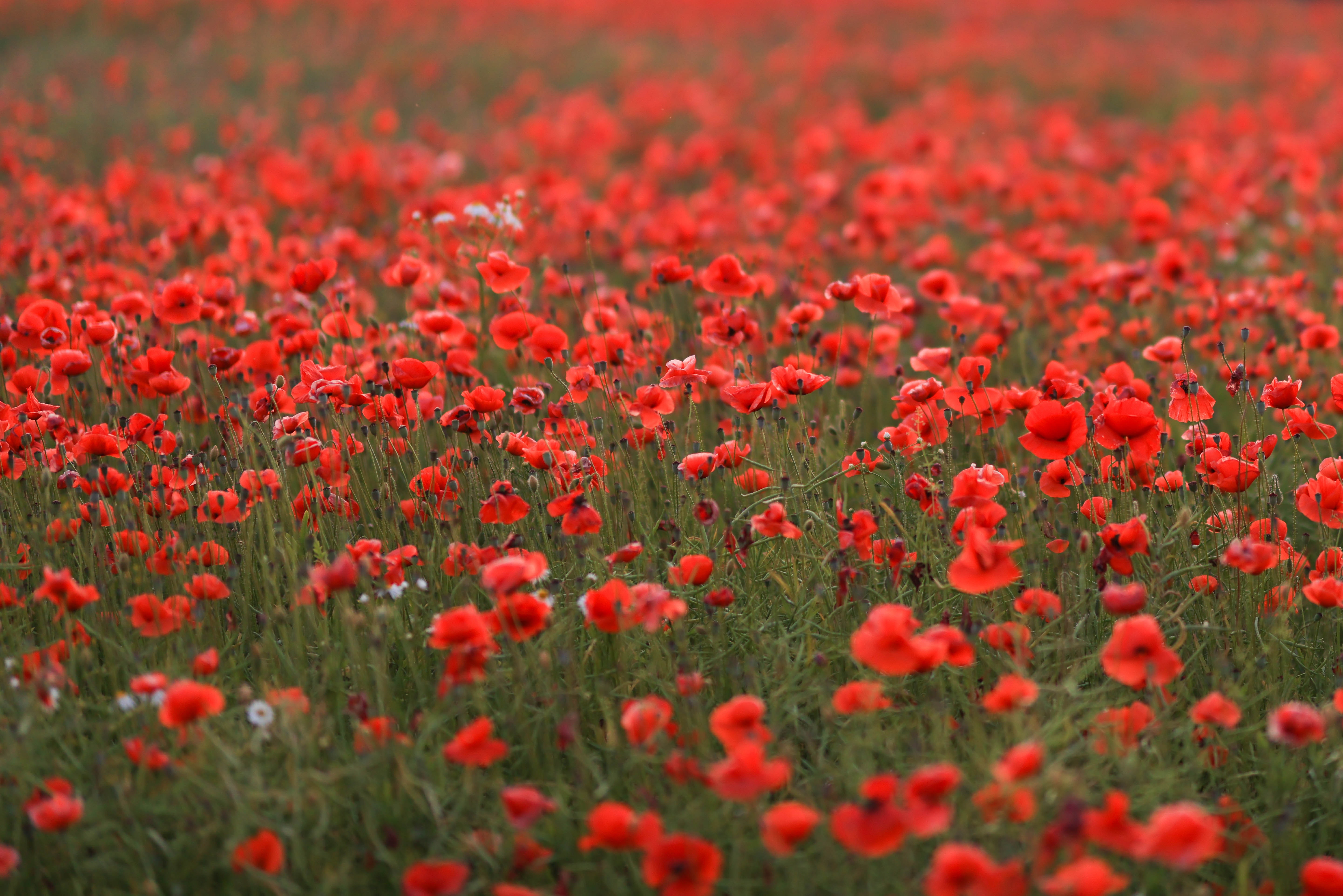 amapolas ab