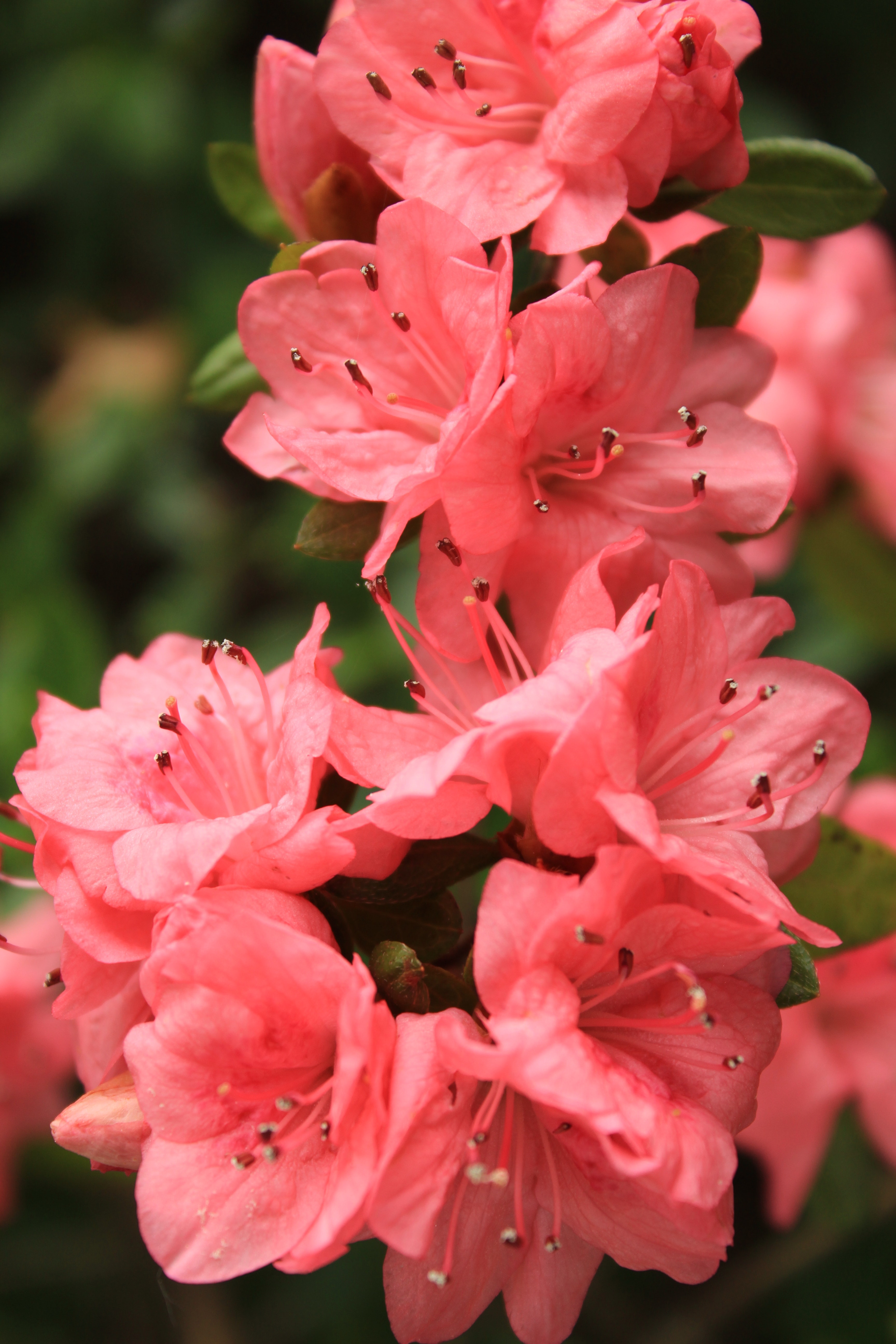 azaleas ab