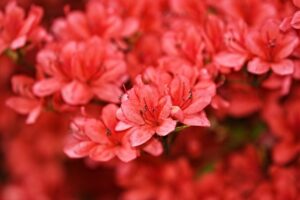 azaleas d