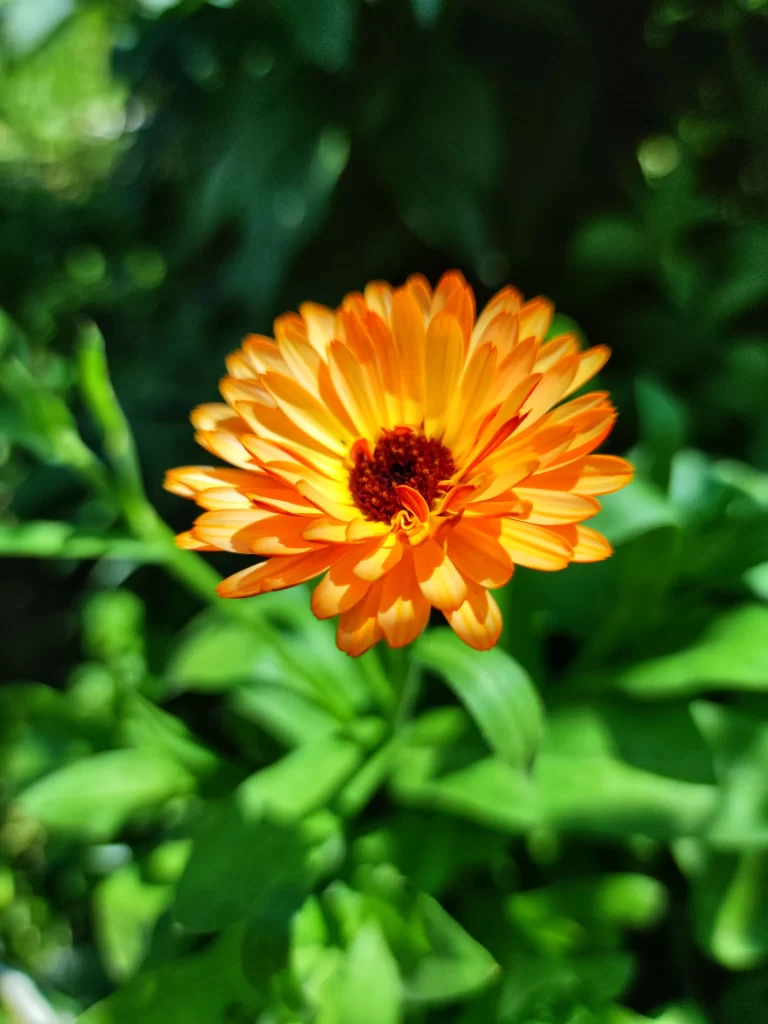 calendula ac