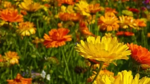 calendulas d