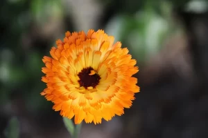 calendulas e