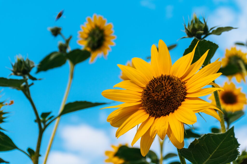 girasoles abc