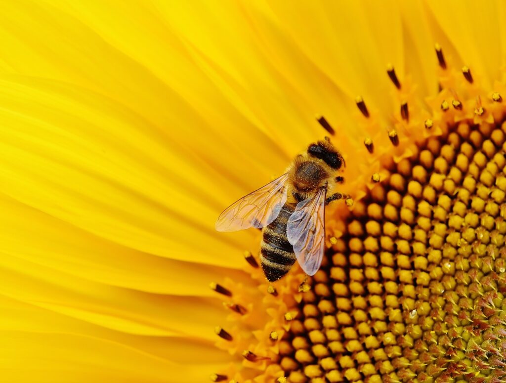 girasoles e