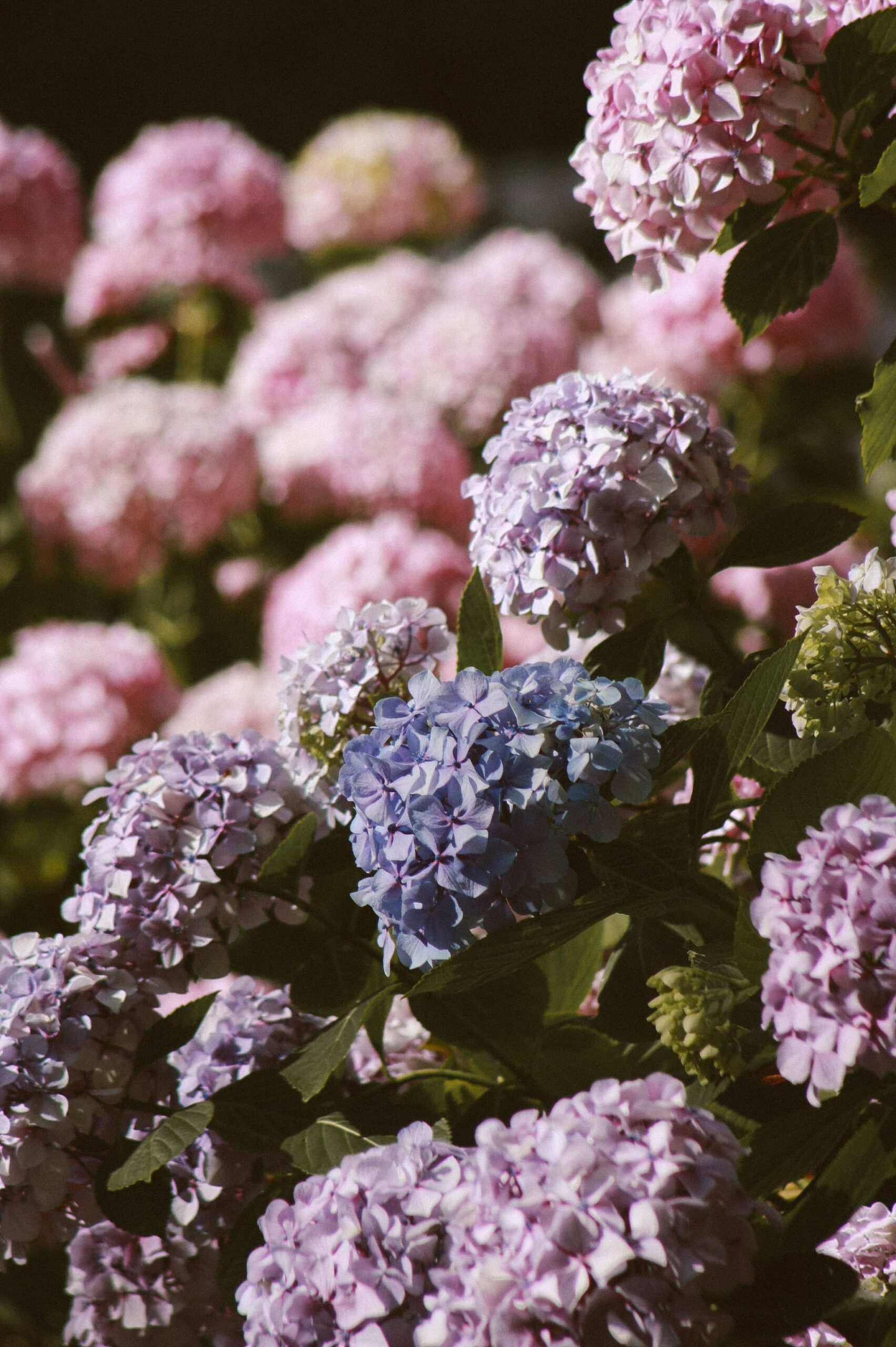 hortensias ab scaled