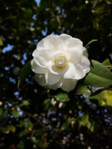 camelias abc