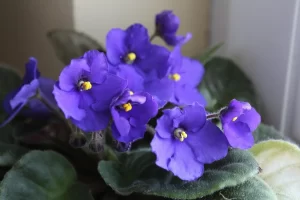 violetas e