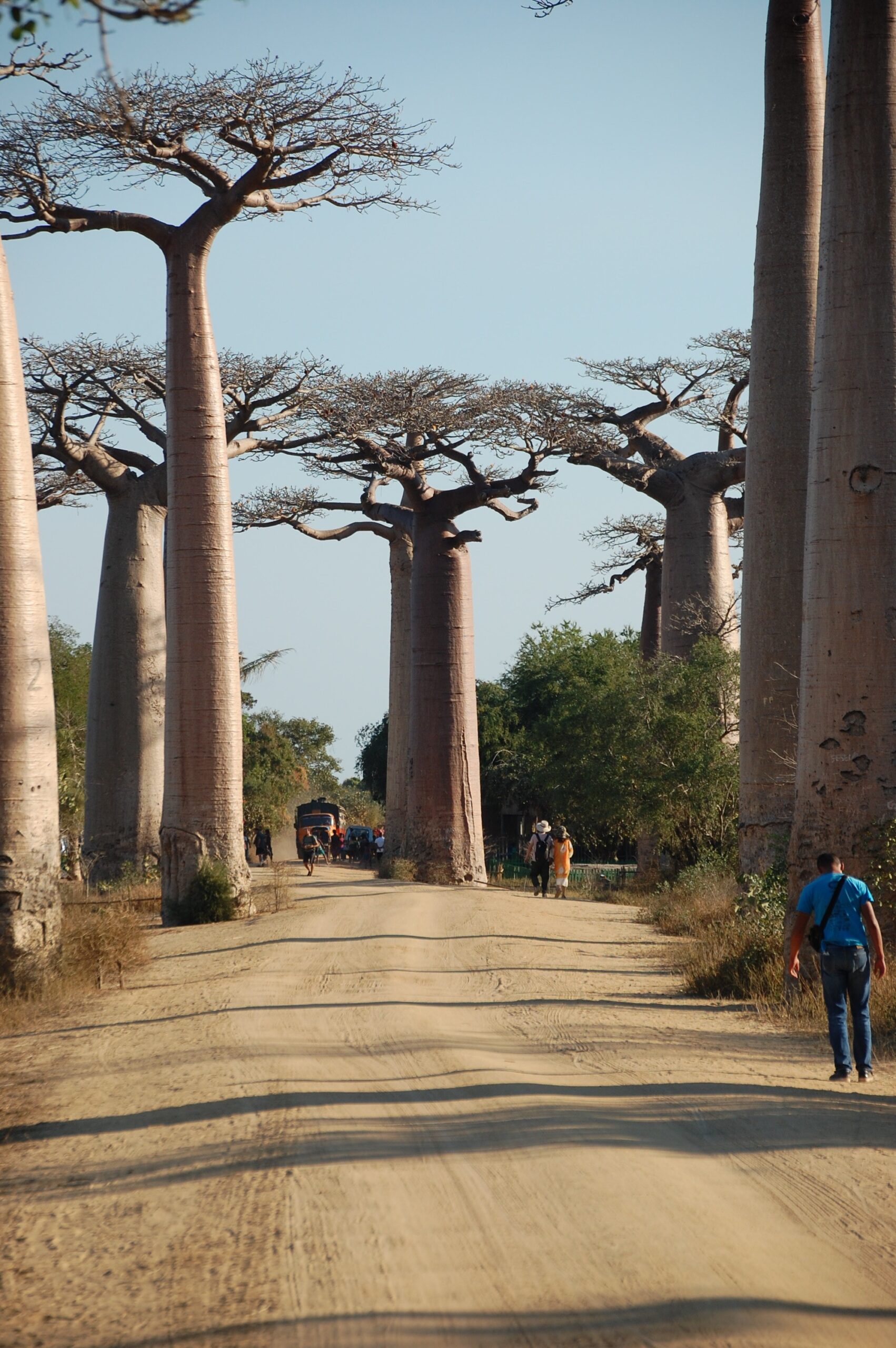 Baobab portada scaled