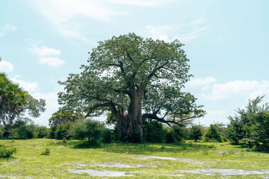 Baobab y