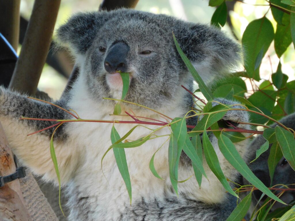 koala eucalipto