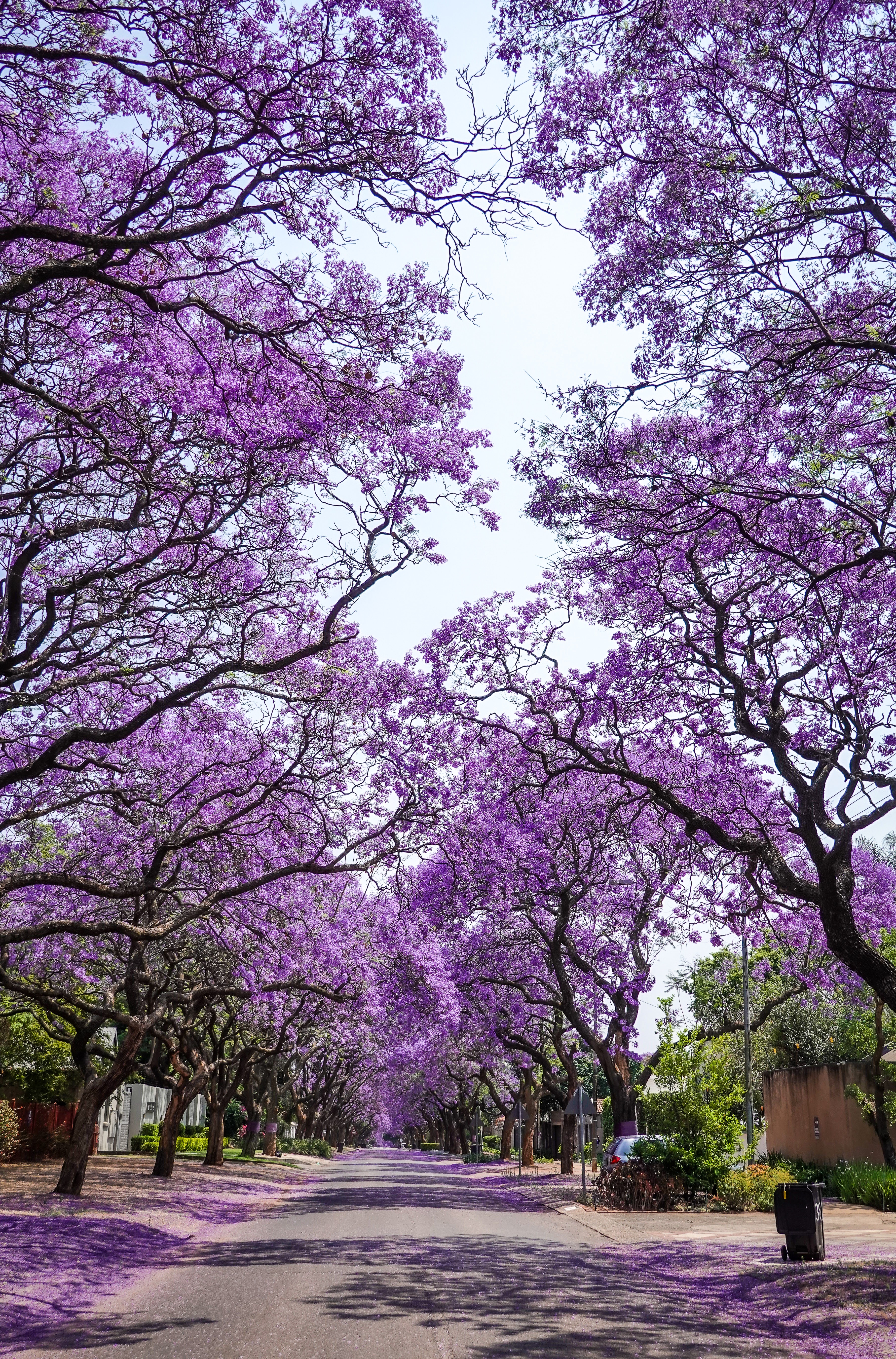 jacaranda portada