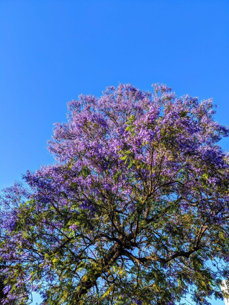 jacaranda y