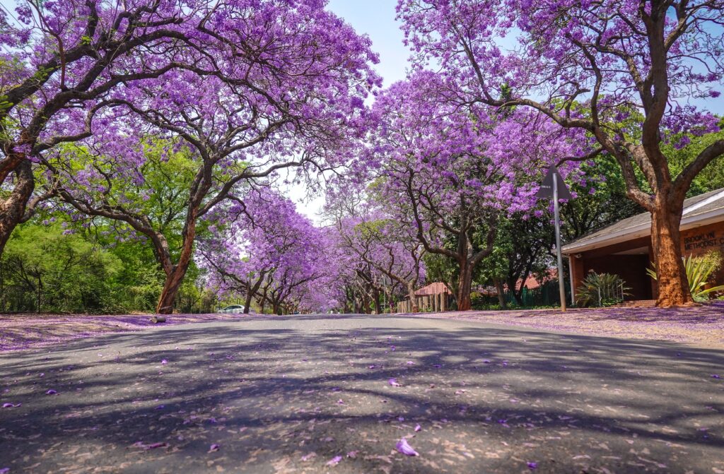 jacarandas x