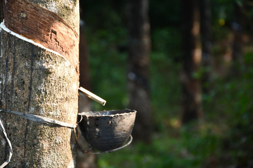 arbol de caucho x