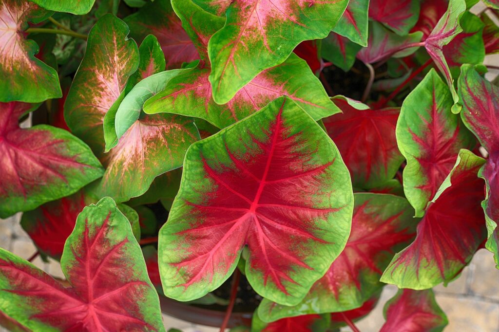 caladium