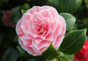 camellia