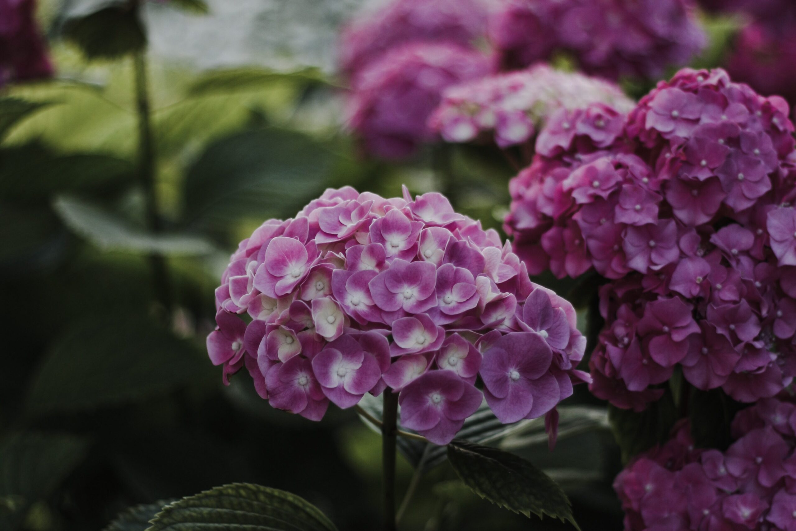 hortensias edited scaled