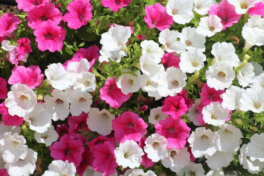 petunias