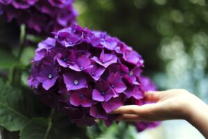 hortensias e