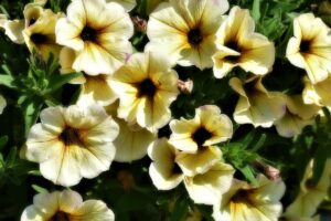 petunias abc