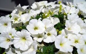 petunias abcd